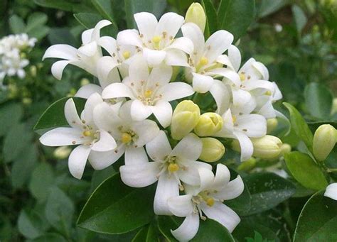 夜來香屬|夜来香（夹竹桃科夜来香属植物）